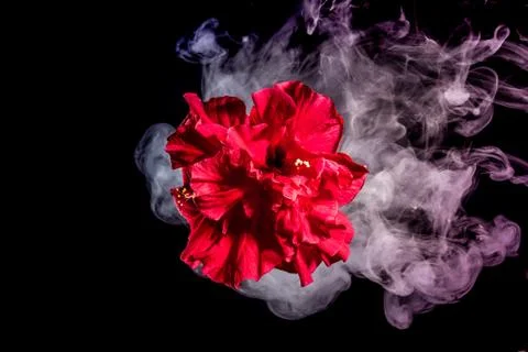 Red tea rose flower in clouds of multicolored smoke on isolated black backgro Stock Photos
