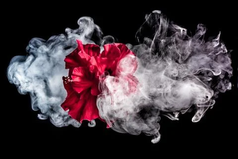 Red tea rose flower in clouds of multicolored smoke on isolated black backgro Stock Photos