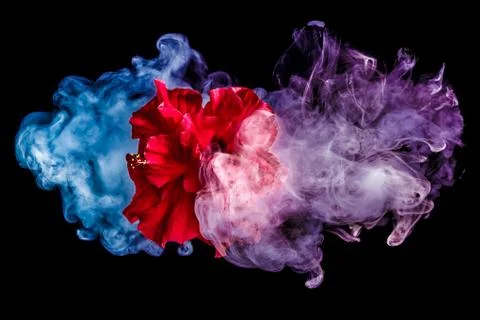 Red tea rose flower in clouds of multicolored smoke on isolated black backgro Stock Photos