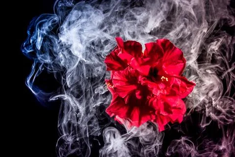Red tea rose flower in clouds of multicolored smoke on isolated black backgro Stock Photos