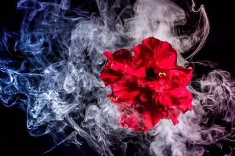 Red tea rose flower in clouds of multicolored smoke on isolated black backgro Stock Photos