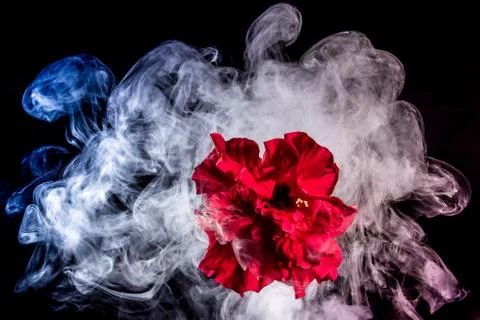 Red tea rose flower in clouds of multicolored smoke on isolated black backgro Stock Photos