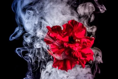 Red tea rose flower in clouds of multicolored smoke on isolated black backgro Stock Photos