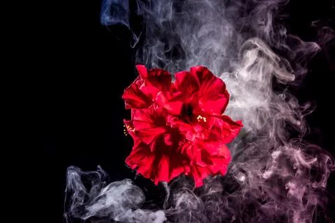 Red tea rose flower in clouds of multicolored smoke on isolated black backgro Stock Photos