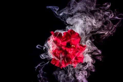 Red tea rose flower in clouds of multicolored smoke on isolated black backgro Foto stock