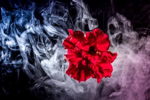 Red tea rose flower in clouds of multicolored smoke on isolated black backgro Foto stock