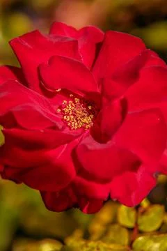 A red Tea Rose . Stock Photos
