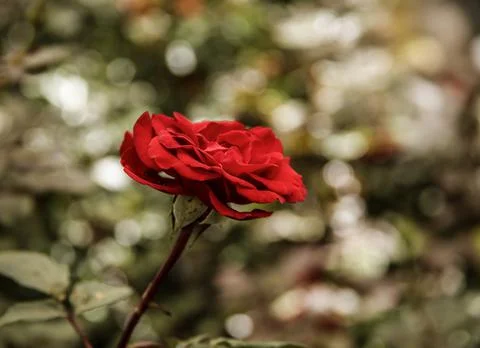 A red Tea Rose Stock Photos