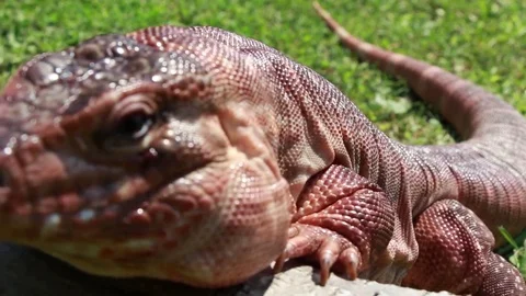 Red Tegu-Close up Video stock 82020161