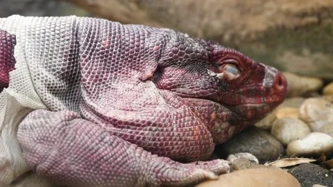 Red tegu (Salvator rufescens) Видео 204993422