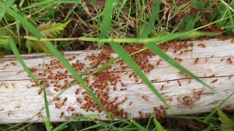 Red termites on the wood. Stock Footage 245040944