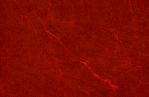 Red texture background for graphic design Stock Photos