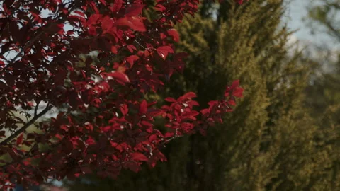 Red thick leaves sway in the wind in the city park Video stock 261409159