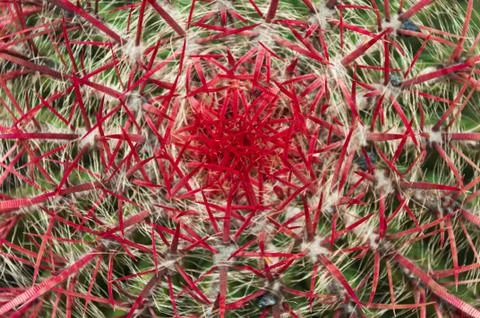 Red thorn Stock Photos