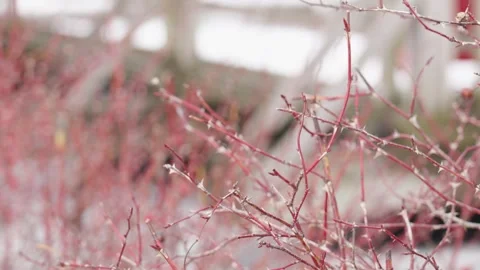 Red Thorny Branches with Soft-Focus Background in Winter Stock Footage 271199309