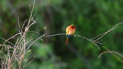 Red Throated Bee Eater Bird Perched on Thin Branch Telephoto 4k Video Vídeo Stock 338265738
