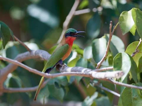 Red-throated bee-eater (Merops bulocki) Stock Photos