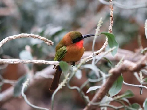 Red-throated bee-eater - Merops bulocki Stock-Fotos