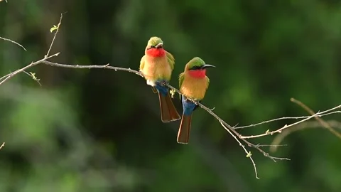 Red Throated Bee Eater Pair Perches on Thin Branch 4k Telephoto Shot Stock Footage 338265695