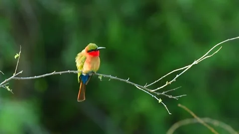 Red Throated Bee Eater Perched on Thin Branch in Telephoto Lens 4k Shot Vidéo 338265625