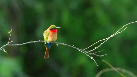 Red Throated Bee Eater resting on a tree twig in Uganda Stockbeeldmateriaal 297536871