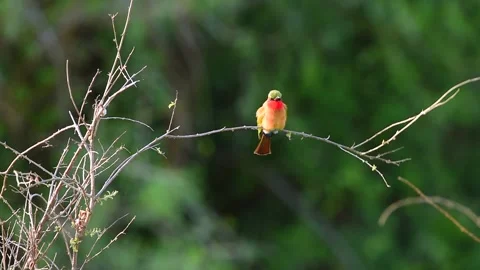 Red Throated Bee Eater resting on a tree twig in Uganda Stock-Footage 297536895