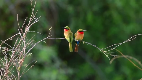 Red Throated Bee Eater resting on a tree twig in Uganda Stock-Footage 297536907
