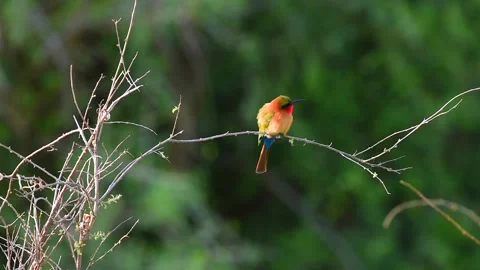 Red Throated Bee Eater resting on a tree twig in Uganda Stock-Footage 297536948