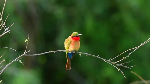 Red Throated Bee Eater resting on a tree twig in Uganda Stock-Footage 297536949