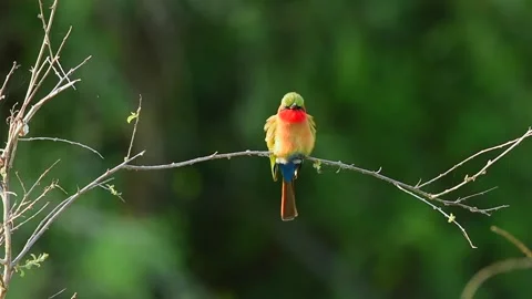 Red Throated Bee Eater resting on a tree twig in Uganda Stock-Footage 297536955