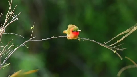 Red Throated Bee Eater resting on a tree twig in Uganda Stock-Footage 297536956