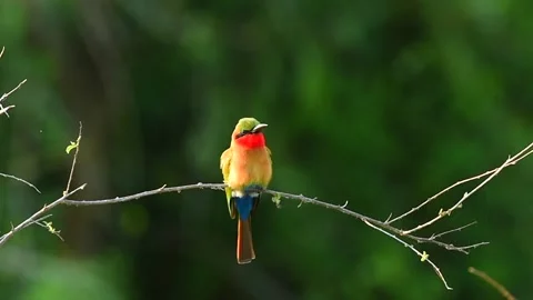Red Throated Bee Eater resting on a tree twig in Uganda Stock-Footage 297536974