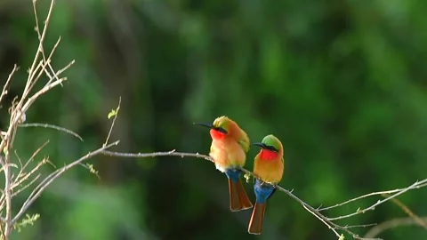 Red Throated Bee Eater resting on a tree twig in Uganda Stock-Footage 297536976