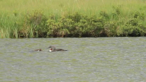 Red-throated diver feeding fish to chick Video stock 5693831