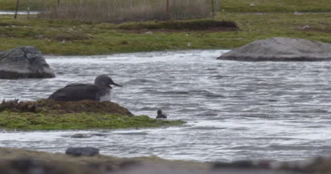 Red-throated Diver On Nest with Chick on Pond Stock Footage 54680573
