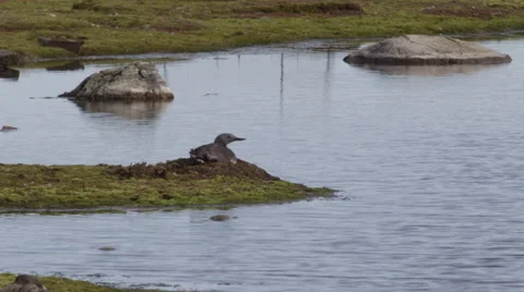 Red Throated Diver on nest Stock Footage 52897494