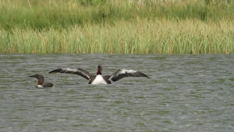 Red-throated diver pair Video stock 5692339