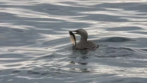 Red Throated Diver with small fish in its beak,  Little Minch. Skye Stock-Footage 245267664