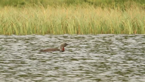 Red-throated diver yawning Video stock 5691331