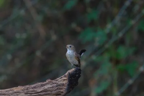 Red-throated Flycatcher on the branches Stock Photos