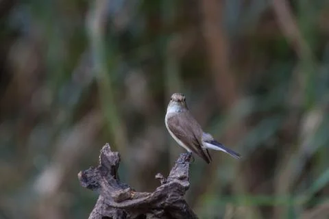 Red-throated Flycatcher on the branches Stock Photos