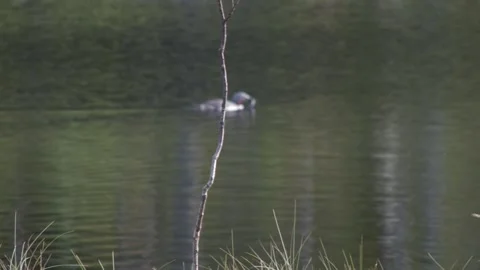 Red throated loon 2 Stock Footage 346126145