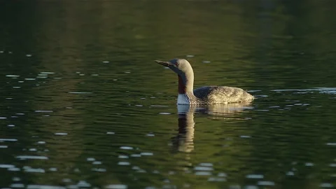 Red-throated loon Video stock 137107794