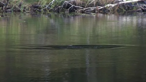 Red throated loon Stock Footage 346126149