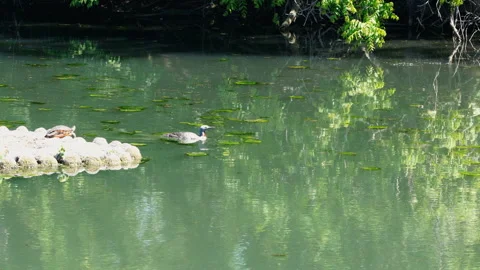 Red Throated Loon Passing Sunbathing Turtle Stock Footage 196634513