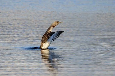 Red-throated loon Foto stock