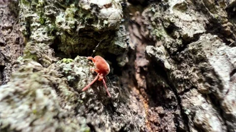Red tick on the tree bark in the forest. Macro microscopic footage Video stock 193986671