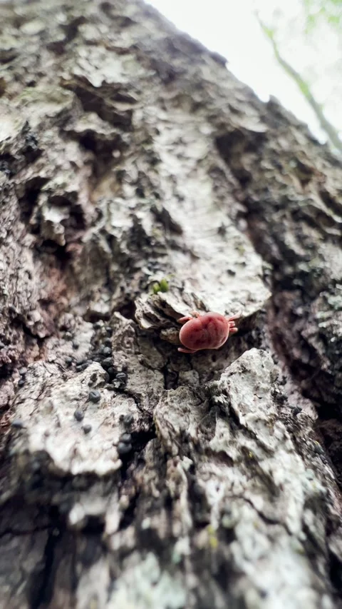 Red tick on the tree bark in the forest. Macro microscopic footage Stock Footage 193986746