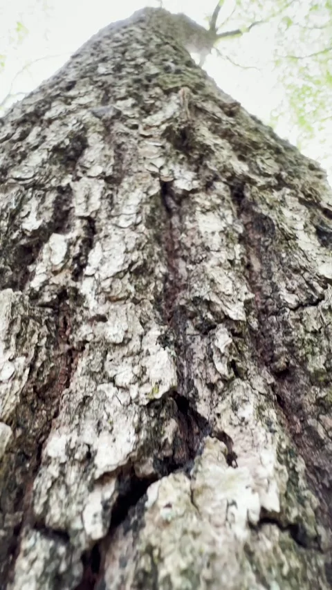 Red tick on the tree bark in the forest. Macro microscopic footage Video stock 193986904