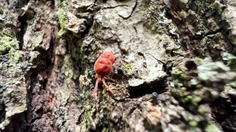 Red tick on the tree bark in the forest. Macro microscopic footage Vídeos de archivo 193988525